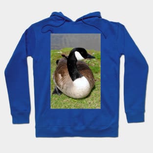 Canada Goose Canadian Geese Wild Bird Hoodie